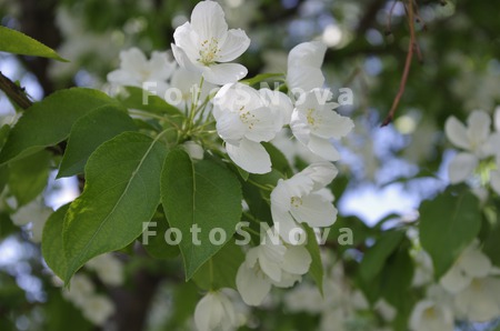 Malus,_яблоня,_деко