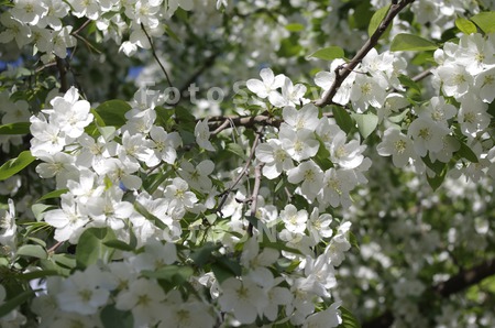 Malus,_яблоня,_деко