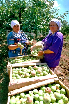 Россия,_Кубань,_К