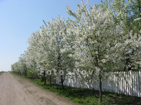 пейзаж,_сельский