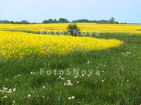 поле,_рапс,_расте