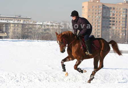 лошадь,_конь,_жок