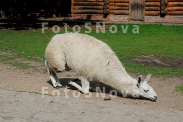 Лама,_животное,_з