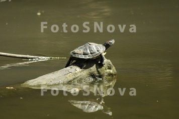 черепаха,_вода,_л