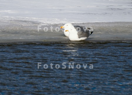 Чайка,_птица,_син