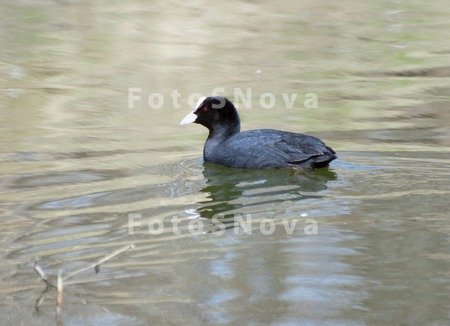 птица,_лысуха,_во