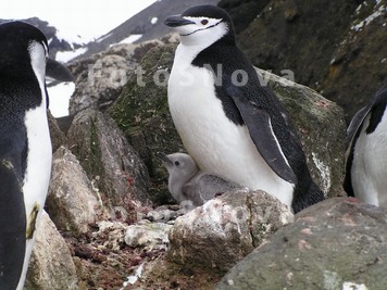 Birds,_penguins,_nestlings,_an