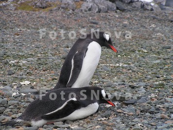 Birds,_penguins,_nestlings,_an