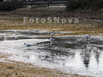 Весна,чайки,вода