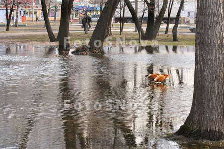 пара,_птица,_птиц