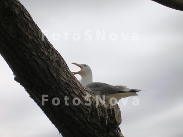 чайка,_баклан,_бу