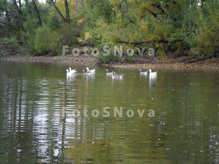 гуси,_птицы,_водо