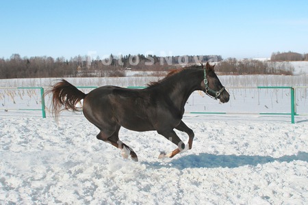 Horse_Jumps_Animal_Mammals_Man