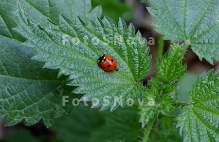 Coccinellidae,_insect,_бож