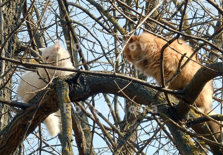 кошки_кошка_март