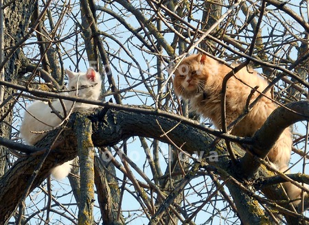 кошки_кошка_март