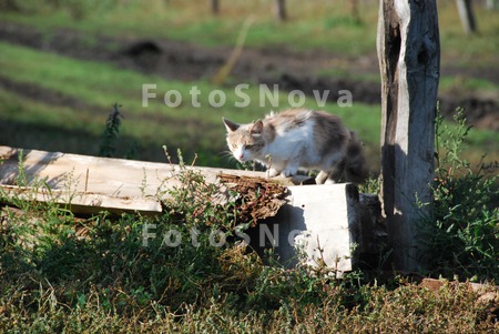 кошка,_животное,_