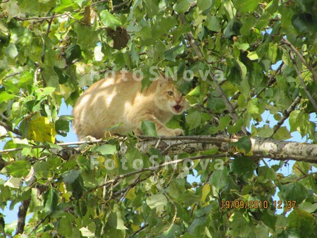 кот,_дерево,_лето