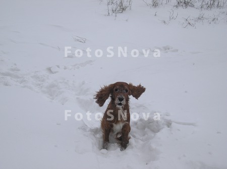 dog,_собака,_пёс,_к