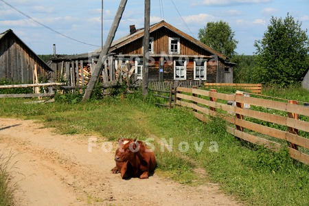 Теленок,_трава,_у