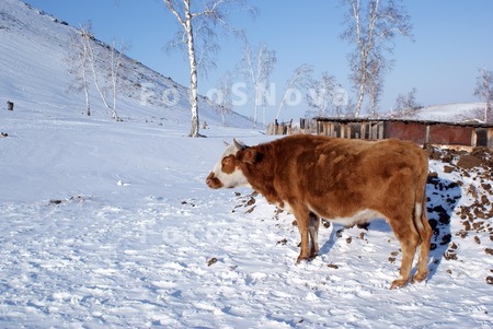 Коровы Зимой Фото