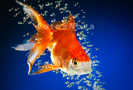 goldfish_gold_blue_fish_water_