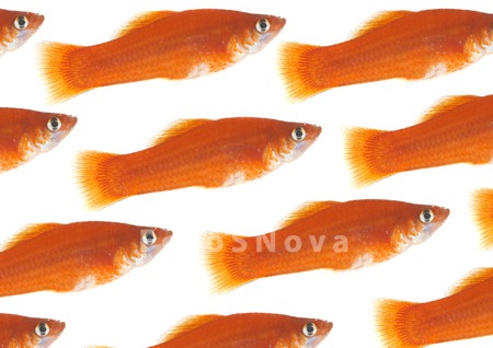 animals_pets_group_goldfish_fi