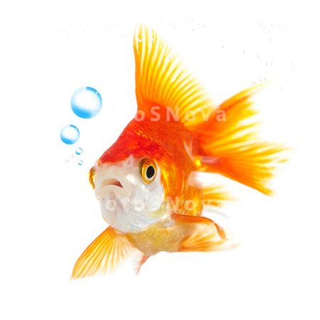 animals_goldfish_fish_swimming